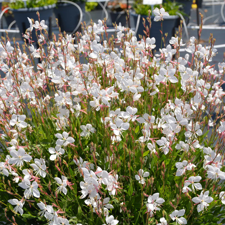 Steffi White Gaura, Butterfly Gaura, Bee Blossom