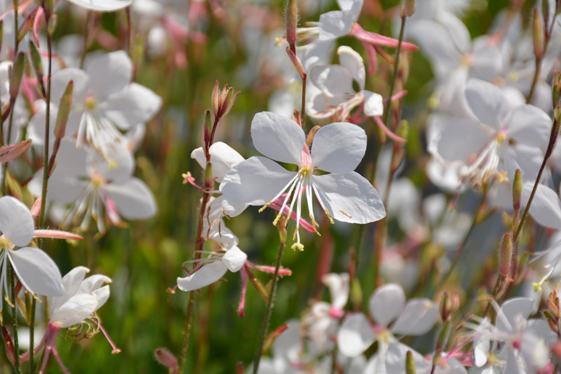 Steffi White Gaura, Butterfly Gaura, Bee Blossom