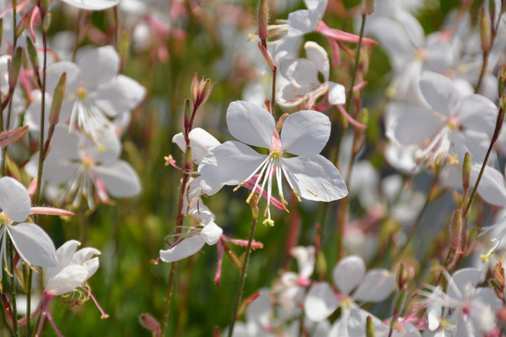 Steffi White Gaura, Butterfly Gaura, Bee Blossom