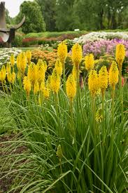 Pyromania® Solar Flare Red Hot Poker