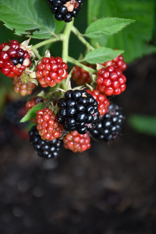 Chester Blackberry