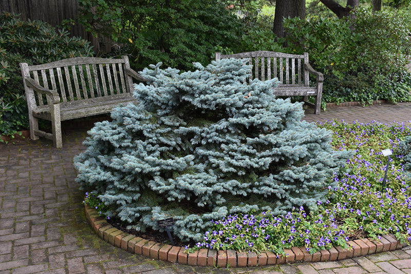Thume Blue Spruce