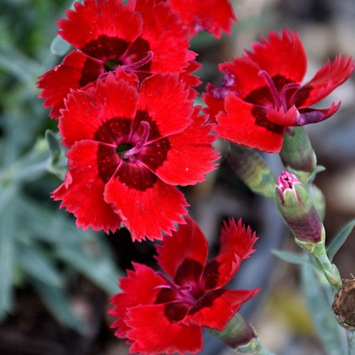Fire Star™ Dianthus, Carnation
