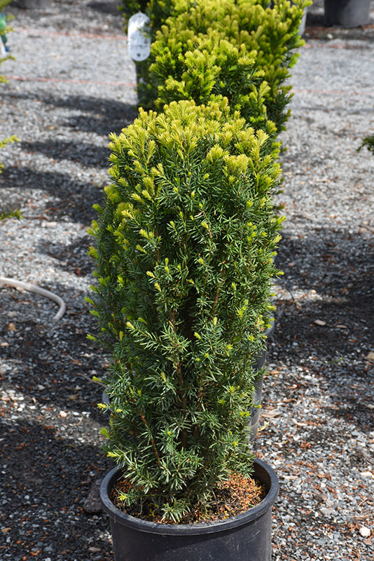 Nova Japanese Yew