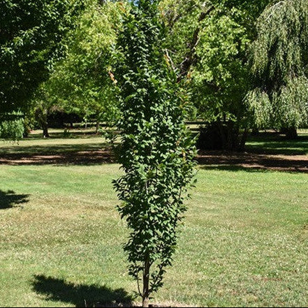 Lucas Pyramidal Hornbeam