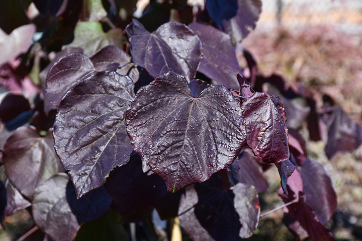 Black Pearl Redbud