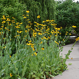 Giant Coneflower