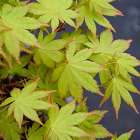 Summer Gold Japanese Maple