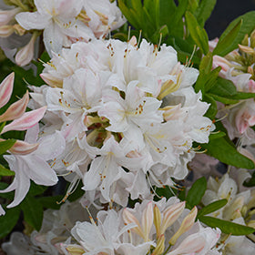 White Lights Azalea