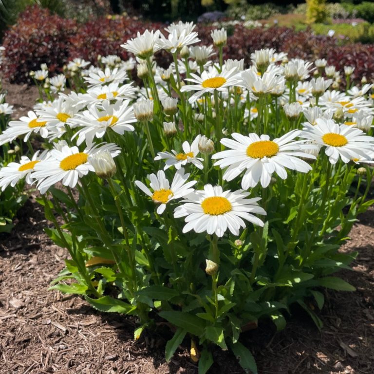 Ooh La™ LaGrande Shasta Daisy