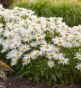 Marshmallow Shasta Daisy