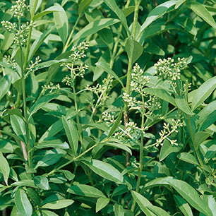 Common Privet