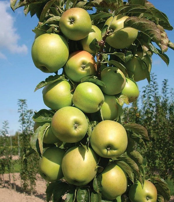 Blushing Delight™ Columnar Apple