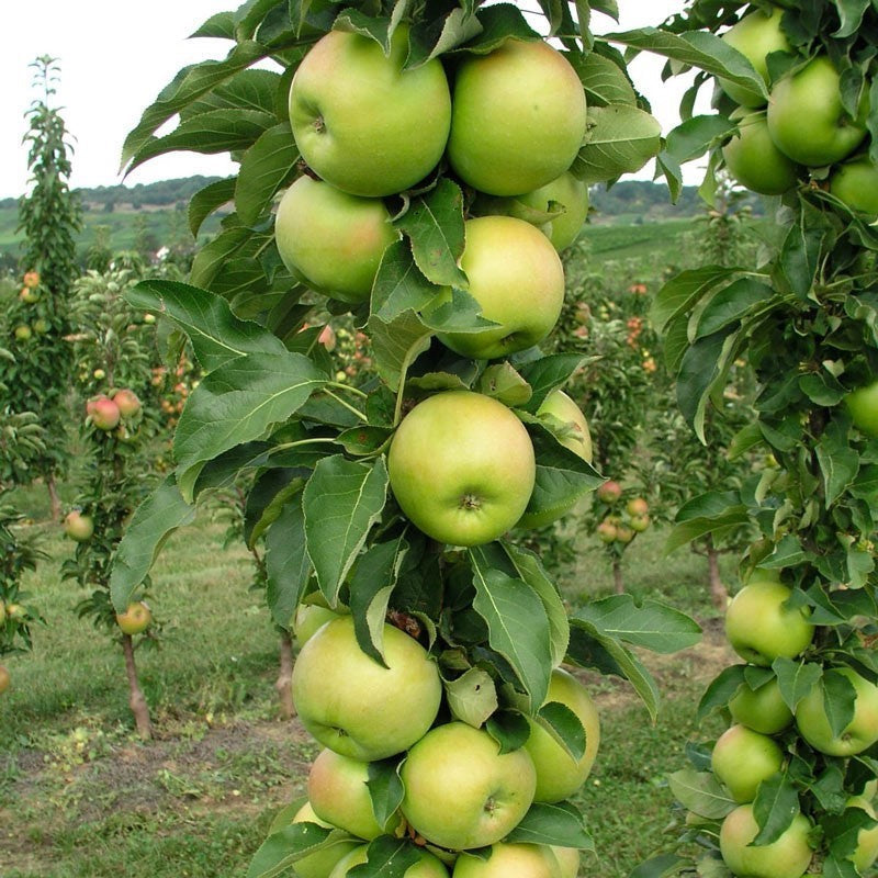 Tangy Green™ Columnar Apple