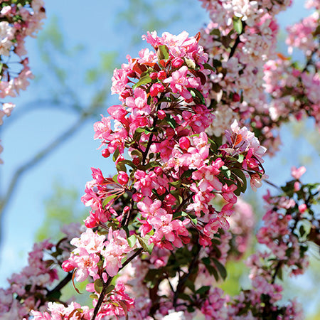 Coralburst® Crabapple Standard