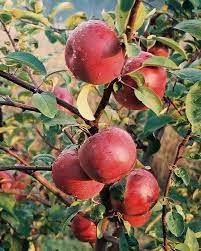 Red Mcintosh Apple