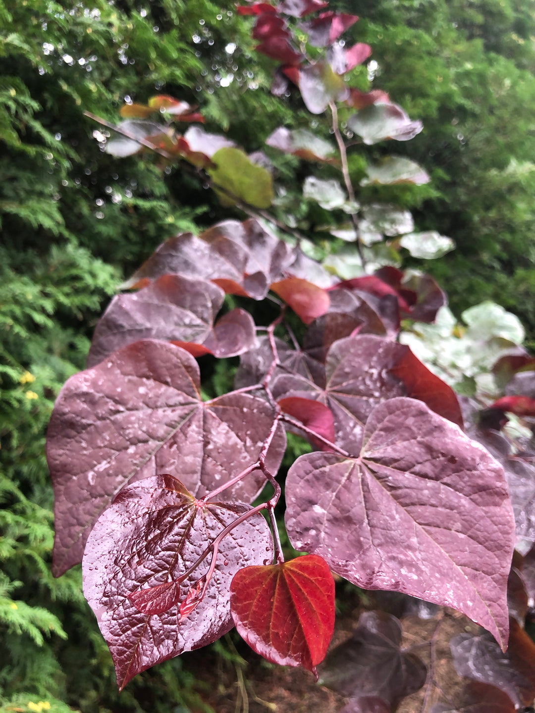 Midnight Express™ Eastern Redbud