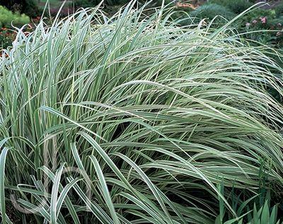 Dixieland Maiden Grass