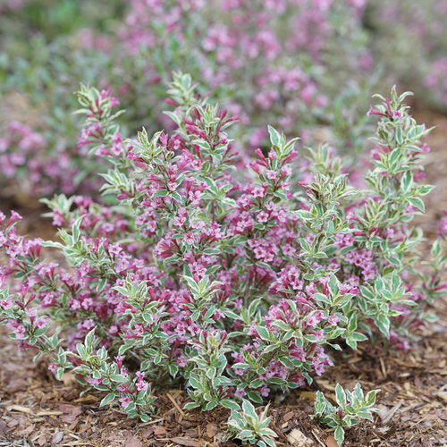 My Monet Purple Effect™ Weigela