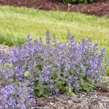 Catwalk Queen Catmint