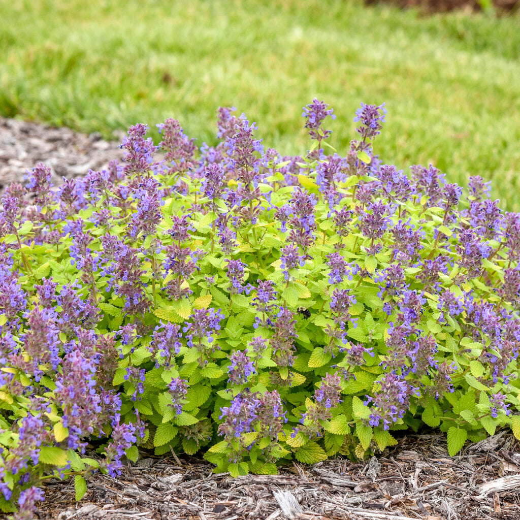 Lemon Purrfection Catmint