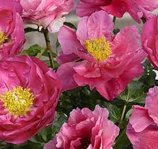 Athens Peony