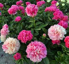 Rome Peony
