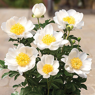 Dublin Peony