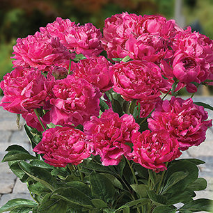 London Peony