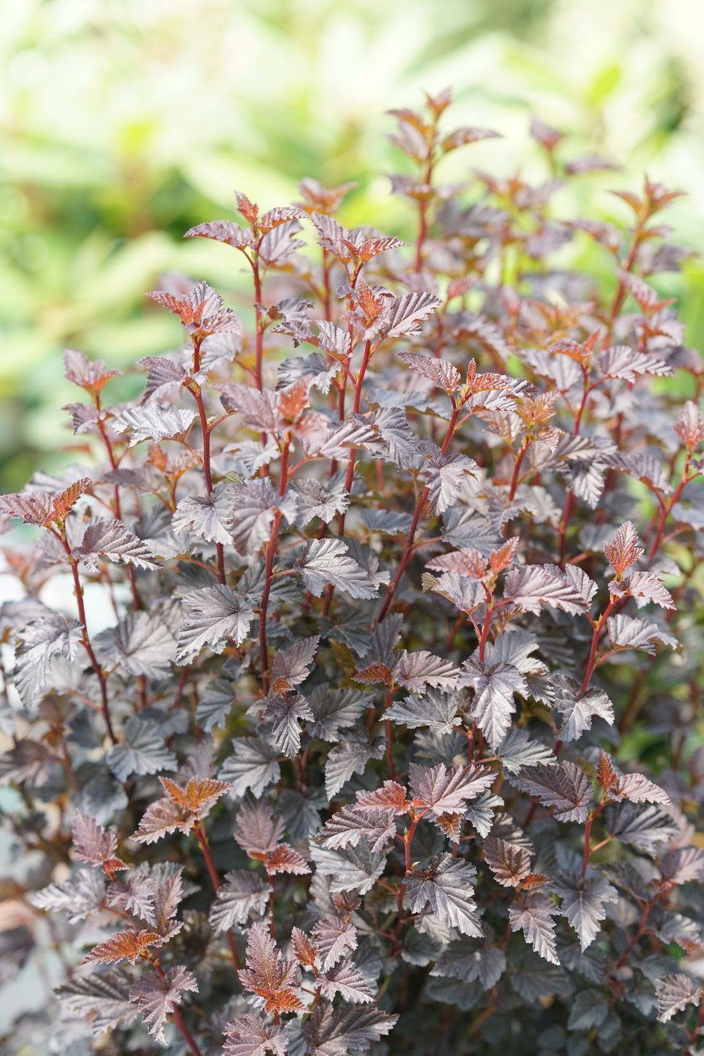 Summer Wine® Black Ninebark