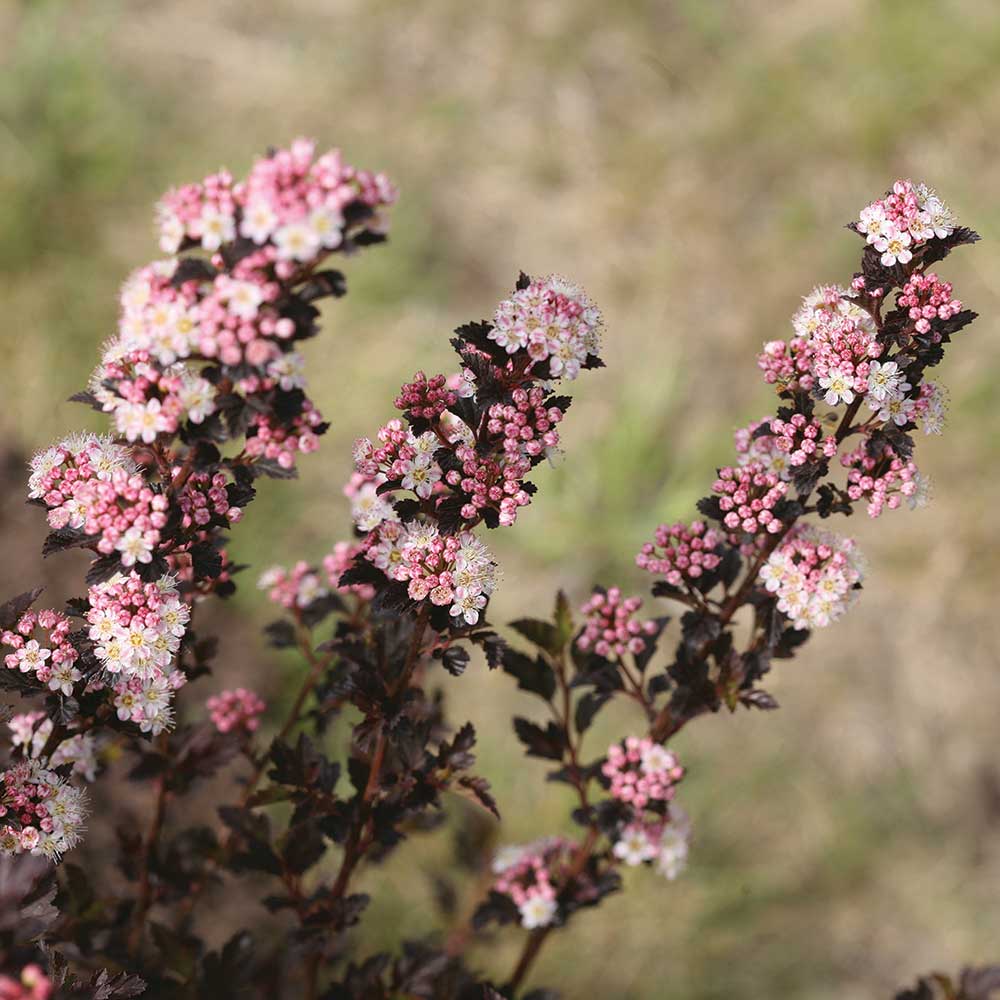 Tiny Wine® Ninebark