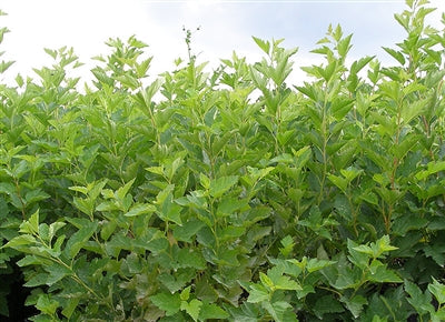 Common Ninebark