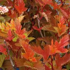 Savannah Sunset™ Ninebark