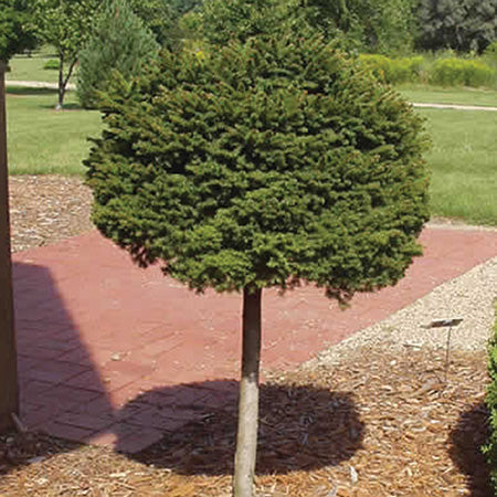 Little Gem Spruce Standard