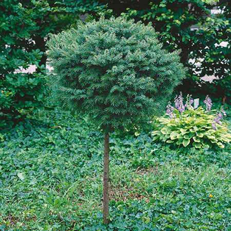 Nana Serbian Spruce Standard