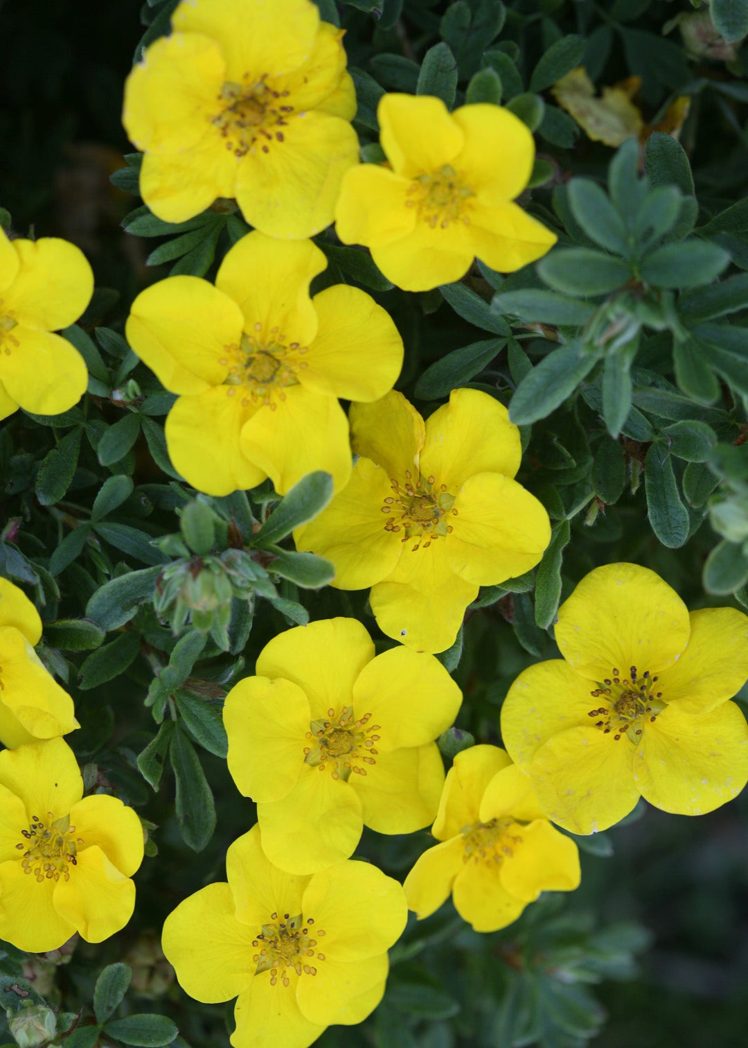 Happy Face® Yellow Potentilla