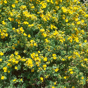 Goldfinger Potentilla