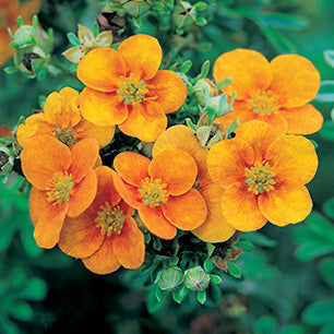 Mango Tango® Potentilla