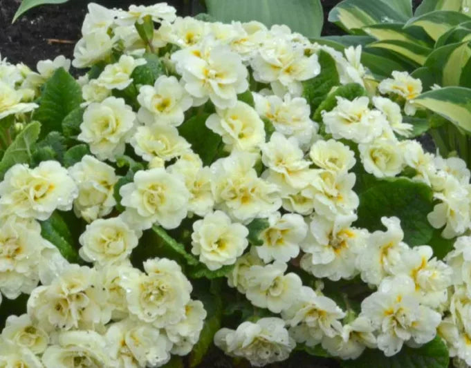 Cream Primrose