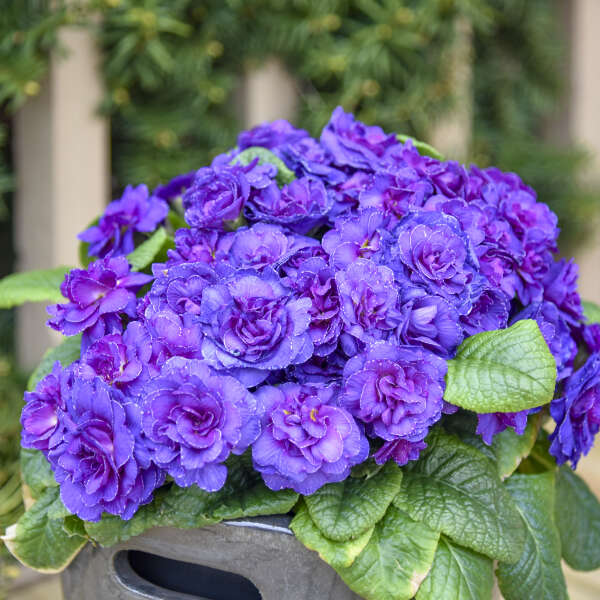 Violetta Primrose