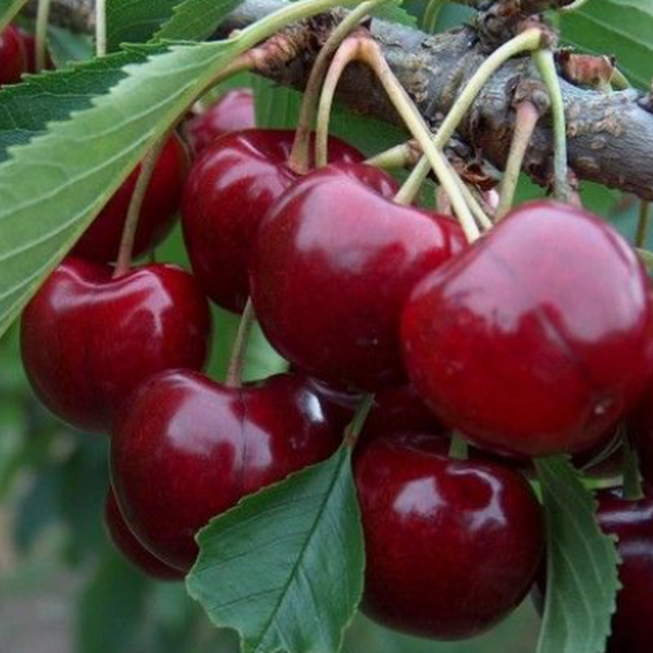 Lapins Cherry