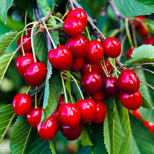 Sweetheart Cherry