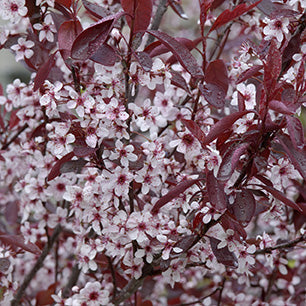 Purpleleaf Sandcherry