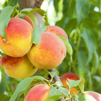 Hardy Red Nectarine