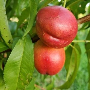 Harko Nectarine