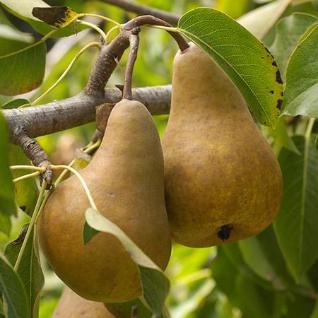 Bosc Dwarf Pear