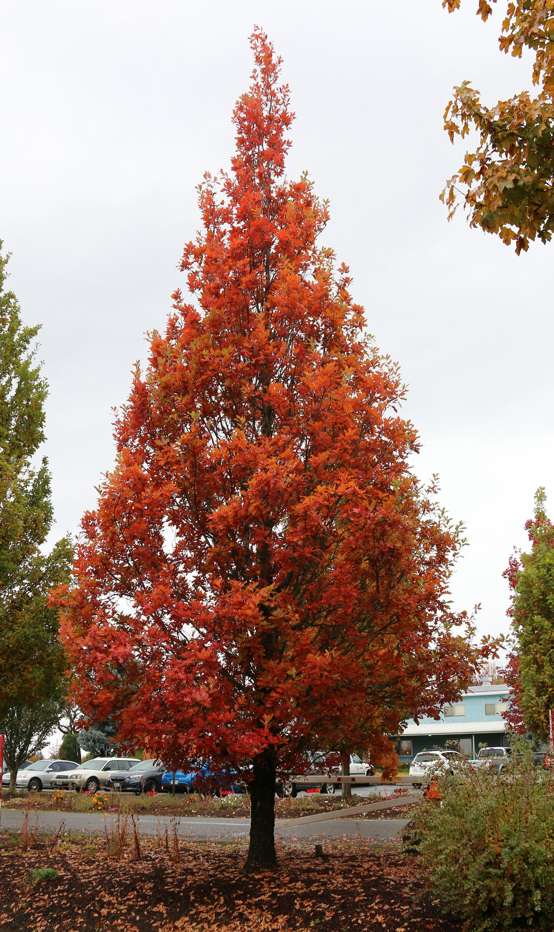 Streetspire® Columnar Oak