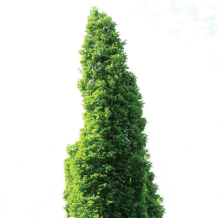 Regal Prince® Columnar Oak