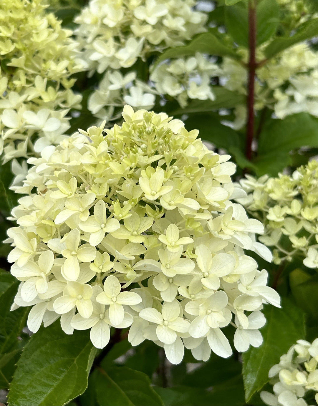 Quick Fire Fab™ Hydrangea