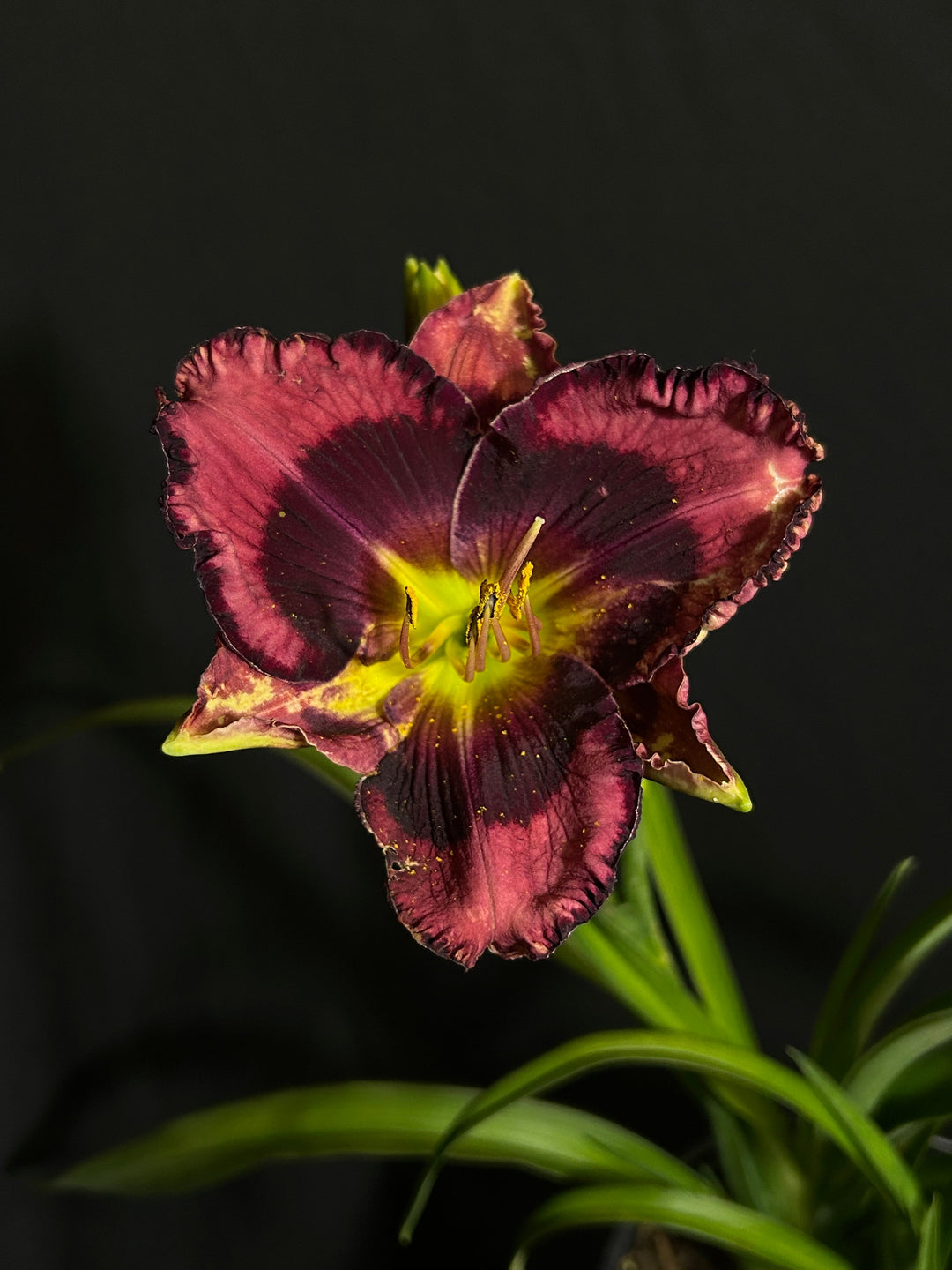 Storm Shelter Daylily